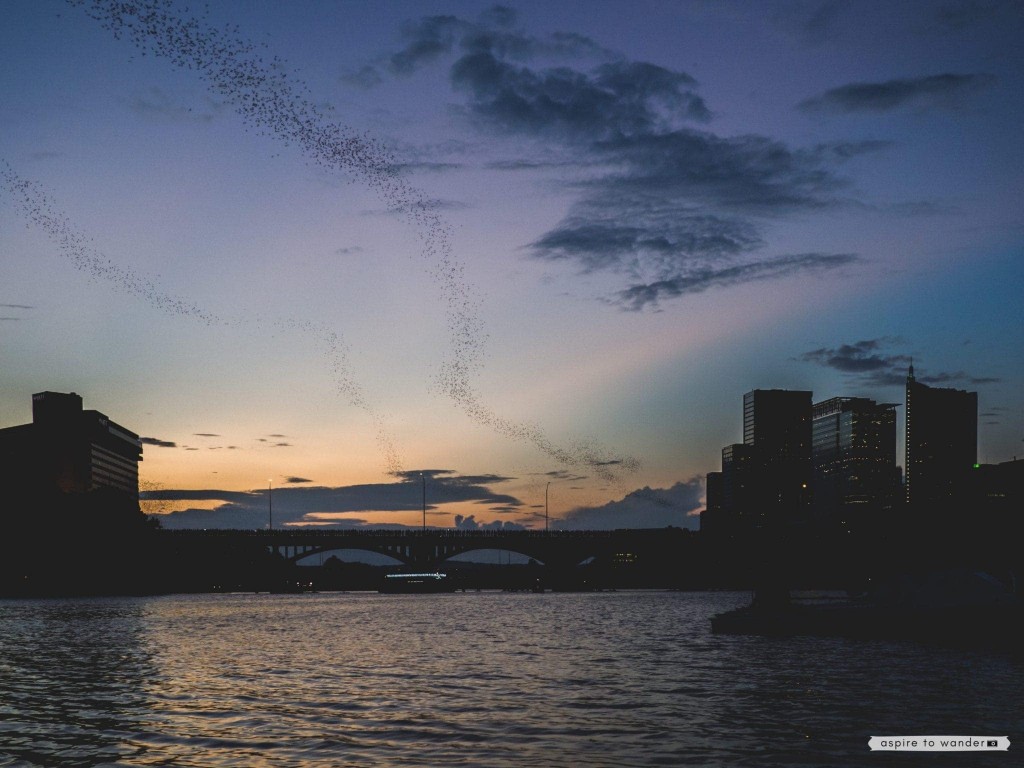 Where to see the bats in Austin