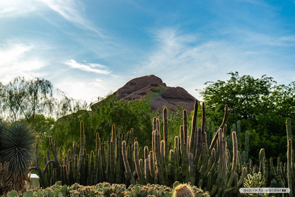 Desert Botanical Garden | Phoenix, Arizona