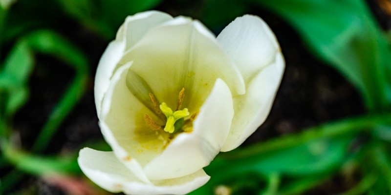 White Tulip | Aspire to Wander
